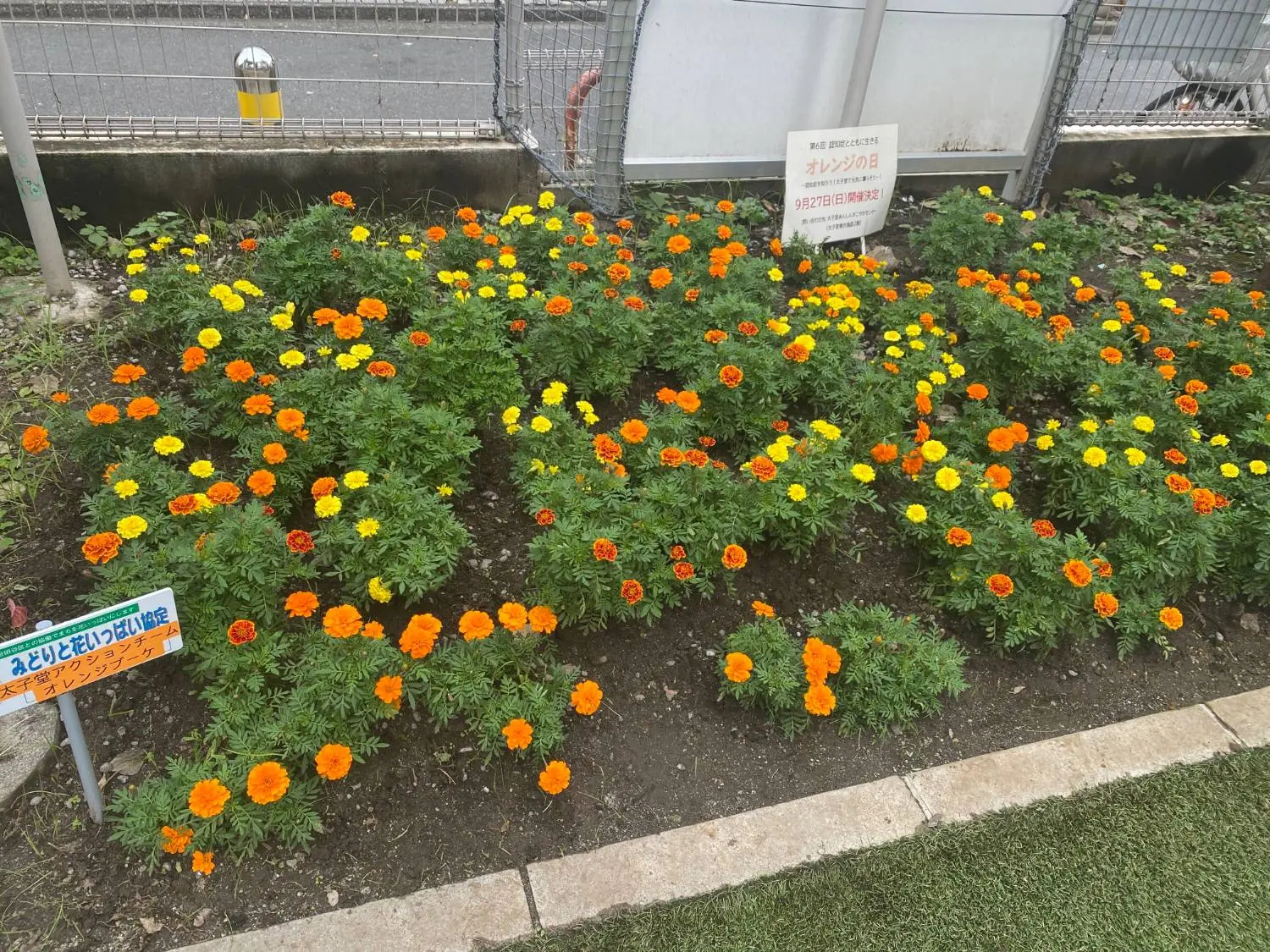 三軒茶屋の広場の花壇いっぱいに咲く、黄色とオレンジ色の花